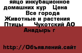 яйцо инкубационное домашних кур › Цена ­ 25 - Все города Животные и растения » Птицы   . Чукотский АО,Анадырь г.